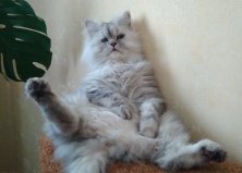 Кот Кузя