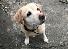 Лабрадор Соли, 10 лет, Виноградарь