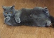 Кошка Лаффи, Виноградарь