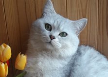 Лаксик