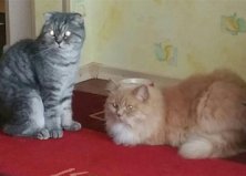 Лео & Лев