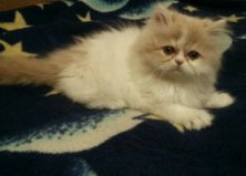 Лола, Киев
