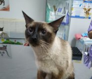 Котик Бонд, Борщаговка