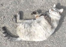 Кот Зефир, Оболонь2