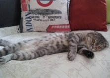 Шотландская вислоухая кошка Маркиза, 6 лет.
