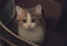 Кошка Маруся, Оболонь 2