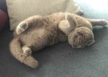 Кошечка Меланья, 11 мес, Харьковская