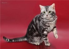 Котик Мистик, 8 лет, Троещина1