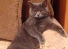 Кошечка Молли