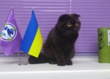 Котенок Мура, 9 мес., Оболонь1