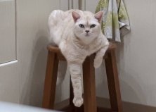 Котик Оливер, Троещина1