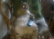 Кот Оскар, Оболонь1