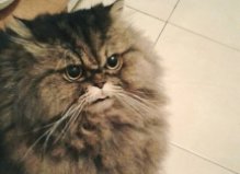 Персидский кот Тоша, 7 лет, Троещина1