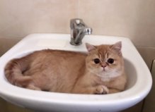 Кот Потап, Осокорки