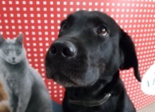 Ретривер Каппа, 6 лет, Центр