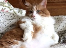 Кот Рыжий, 20 лет, Оболонь1