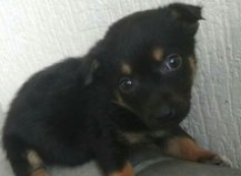 Щенок Жужа, 1,5 мес., Центр