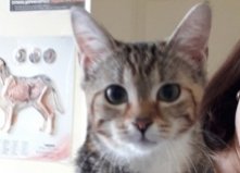 Кошка Сима, 4 мес., Осокорки