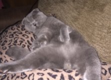 Шотландский вислоухий кот Симба, 8 мес. Борщаговка