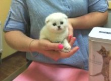 Котенок Снежок, Харьковская