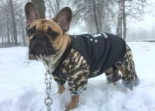 Французский бульдог Булька