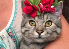 Кошечка Стёфа, Виноградарь