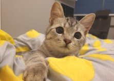 Тесс, 6,5 месяцев, Троещина
