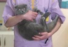 Британская вислоухая Тесса, Харьковская