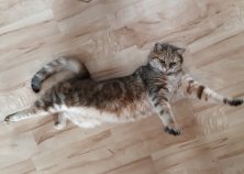Тигра, 8 лет, Оболонь2