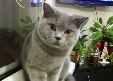 Томми, Харьковская