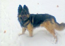 Улан, 5 лет, Борщаговка