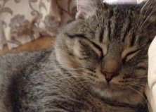 Кот Заур, Оболонь1