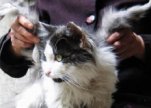 Необычный кот-ангел из Китая