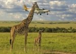 Конкурс фотографий The Comedy Wildlife Photography Awards