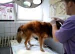Грыжа промежности у собаки Айдара