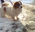 Собака Тайсон. Хозяин Чайченко Александр Дмириевич