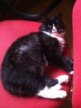 Барсик