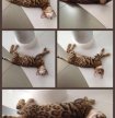 Люблю позировать