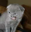 кот Жорик