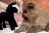 Пепс со своей любимой игрушкой