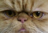Котик Рыжик