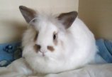 Кролик Лола: 