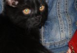 Котёнок Джуник после вакцинации