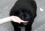 Злая собака