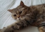 Нюся