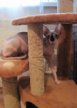 Кора