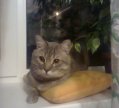 Феликс в ожидании ужина
