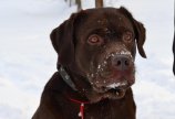 Гранд очень любит снег