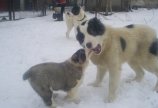 Ну дай попробовать