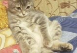Сима смотрит телевизор